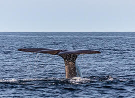 The Sanctity of Whales